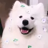 cherry.harold - @cherry.harold6688 - TikTok
