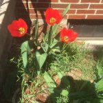 Harold Cornell - @speshlguy - Instagram