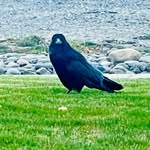 Harold Crow - @harold_d_crow - Instagram