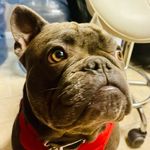 Jennifer Fielders - @haroldpfielders_frenchie - Instagram