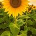 Harold Farris - Facebook