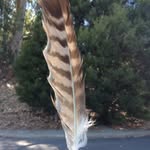 Julian Cornejo - @haroldfeatherfingers - Instagram