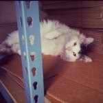 Harold Firestone - @harold_aka_vineyardcat - Instagram
