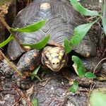 Harold - @haroldtheredfootedtortoise - Instagram