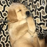 Theo Harold Gaffney - @theo.harold - Instagram