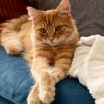 Sir Harold of Hackney - @sirharoldofhackney - Instagram