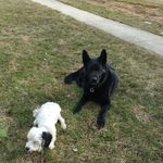Harold Hamilton - @master_dog_trainer - Instagram