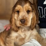 Harold the cocker spaniel - @harold_the_handsome_spaniel - Instagram