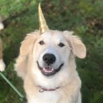 Harold thee Handsome - @haroldtheehandsome - Instagram