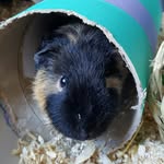 Harold Hook - @harryhooktheguineapig - Instagram