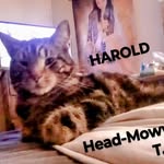 Harold Isaac Meyers (HIM) - @haroldthehead_moww - Instagram
