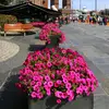 Isaac Harold - @isaac.harold2 - TikTok