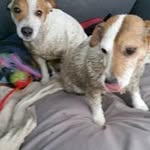 Harold Jaspers - @haroldjaspers - Instagram