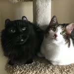 Jasper and Harold 🐾 - @jasperandharold - Instagram