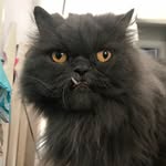Harold Alvin Kamara Small - @hanginwithharold611 - Instagram