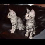 Harold & Kumar - @haroldnkumar2015_ - Instagram