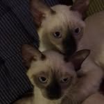 Harold & Kumar - @haroldkumar2017_ - Instagram