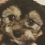 harold lancey - @haroldlancey_starfish - Instagram