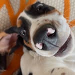 Harold🐾 - @harold_loyd_jenkins - Instagram