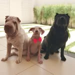 Haroldo, Mabel & Gigi - @haroldo.mabel.gigi - Instagram