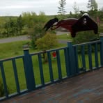 Harold Mackinnon - Facebook