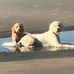 McManus Holly - Facebook