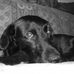 Harold, il diavolaccio nero! - Facebook