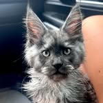 Catsanova Harold - @catsanova_harold - Instagram