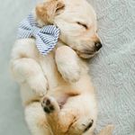 Haroldreece - @haroldissorry2 - Instagram