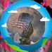Harold Roper - Facebook
