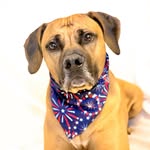Harold “Hal” Sachs III - @halthepupper - Instagram