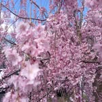 Harold W Schulz - @walterschulz062250 - Instagram