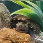 Harold Sheffield - @turtleharold - Instagram