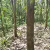 haroldsolano777 - @haroldsolano777 - TikTok