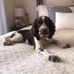 Harold - @harold.the.springer - Instagram