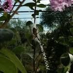 Harold-Ann Staples - @harold_ann.staples - Instagram