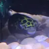 🐡🐡Harold🐡🐡 - @harold_the_puffer - TikTok