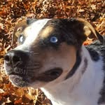 Harold The Dog - @harold.troutsnout - Instagram