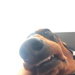 @harold_weinerboi - Instagram