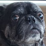 Harold and Baxter - @weird_old_harold - Instagram
