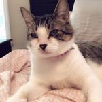 Harold The Wise - @harold_the_wise - Instagram