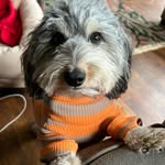 Harold 🌭 Wolf - @harryofthedog - Instagram