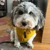 Harold Wolf - @harryofthedog - TikTok