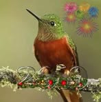 Haroldo Castro - Facebook