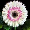 Haron Ali - @haron.ali33 - TikTok