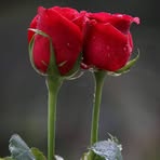 Haroon Altaf - Facebook