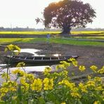 Haroon Amin - Facebook