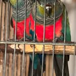 Haroon Joseph - @nooga.exotic.birds - Instagram