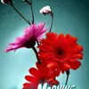 Haroon masih - @user58684233702411 - TikTok