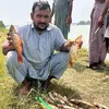 Waseem Haroon - @waseem.haroon8 - TikTok